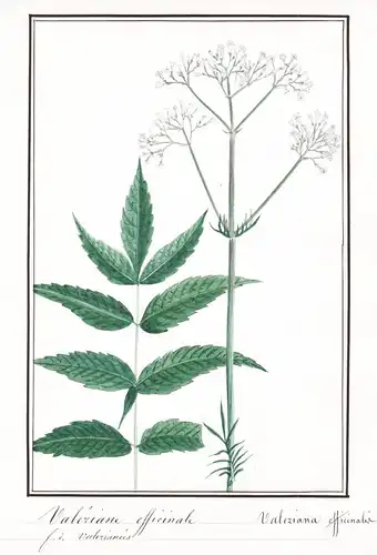 Valeriane officinale = Valeriana officinialis - Botanik botany / Blume flower / Pflanze plant