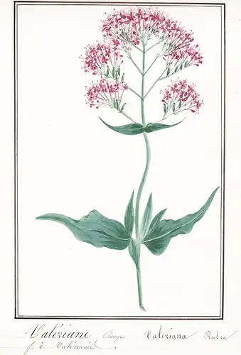 Valeriane des bois = Valeriana officinialis - Botanik botany / Blume flower / Pflanze plant