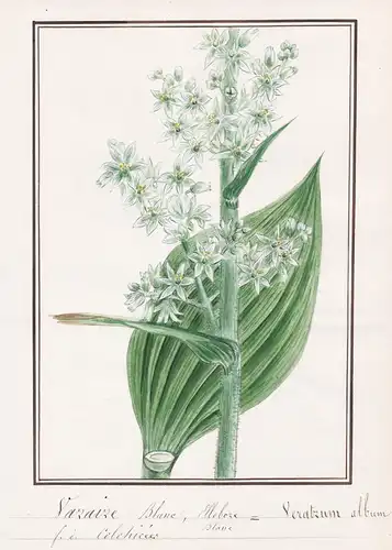 Varaire blanc, Ellebore = Veratrum album - Botanik botany / Blume flower / Pflanze plant