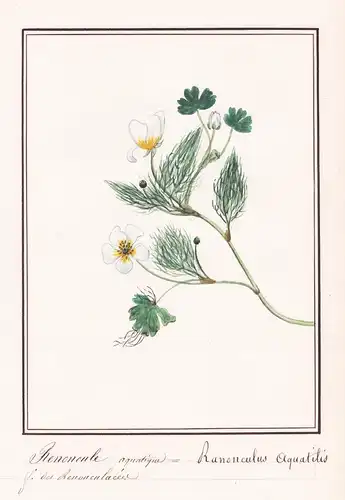 Renoncule aquatique / Ranunculus aquatilis - Wasserhahnenfuß water-crowfoot / Botanik botany / Blume flower /