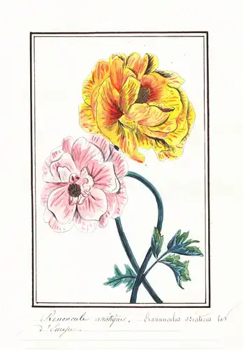 Renoncule asiatique / Ranunculus asiaticus - Asiatischer Hahnenfuß Persian buttercup / Botanik botany / Blume