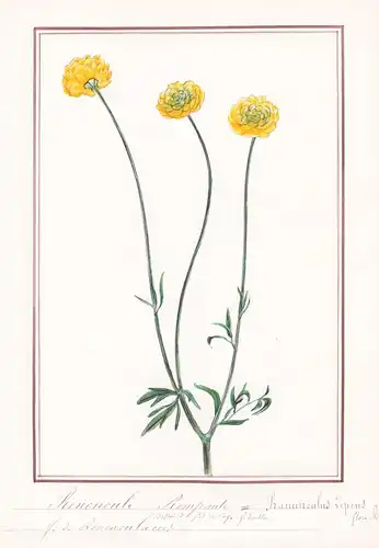 Renoncule rempante / Ranunculus lepens - Hahnenfuß / Botanik botany / Blume flower / Pflanze plant