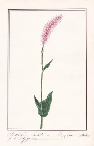 Renouée  bistorte / Polygonium Bistorta - Schlangen-Knöterich bistort / Botanik botany / Blume flower / Pflanz