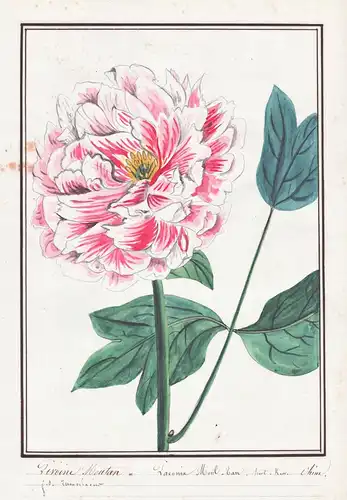 Pivoine Moutan = Paeonia Moutan - Pfingstrose peony / Botanik botany / Blume flower / Pflanze plant