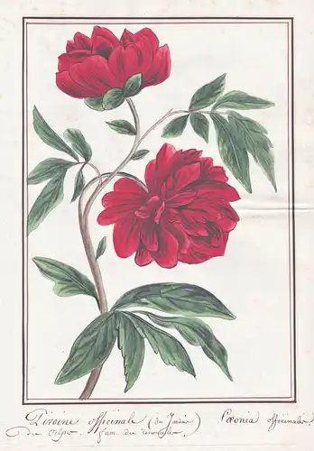 Pivoine officinale = Paeonia officinalis - Pfingstrose peony / Botanik botany / Blume flower / Pflanze plant