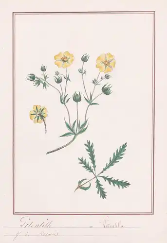 Potentille / Potentilla - Fingerkraut cinquefoil / Botanik botany / Blume flower / Pflanze plant