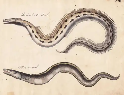 Meeraal conger / Aal eel - Fisch fish Fische (Tafel XVIII)