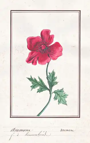 Anemone -  Windröschen windflower / Botanik botany / Blume flower / Pflanze plant