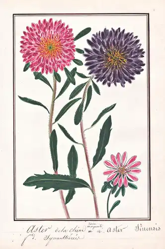 Astere dela Chine = Aster sinensis - Sommeraster China aster annual aster / Botanik botany / Blume flower / Pf