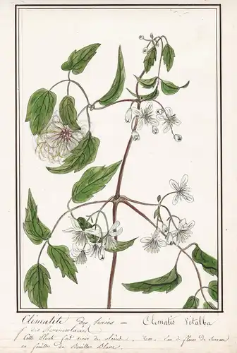 Clematide des haies = Clematis Vitalba - Klematis Waldrebe / Botanik botany / Blume flower / Pflanze plant