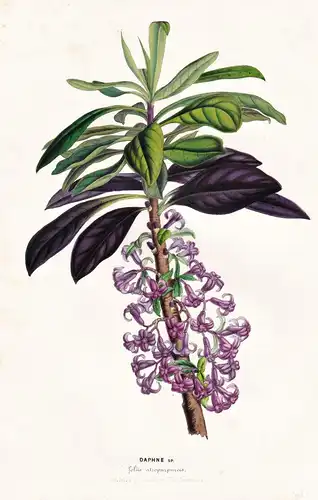 Daphne Mezereum - Blume flower flowers Blume Botanik botanical botany