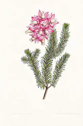 Erica Elegans var Concolor - Blume flower flowers Blume Botanik botanical botany