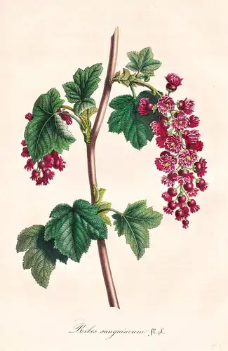 Ribes Sanguineum Flore Pleno - Scotland Schottland / Blume flower flowers Blumen Botanik botanical botany