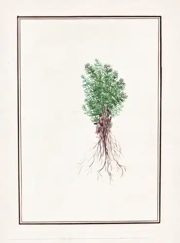 (Thymian?) - thyme herbs Kräuter / Botanik botany / Blume flower / Pflanze plant