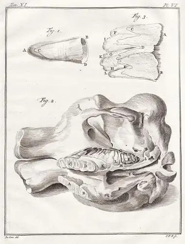 Pl. VI. - Elefant elephant / head Kopf / bones Knochen / skull Schädel / Tiere animals animaux