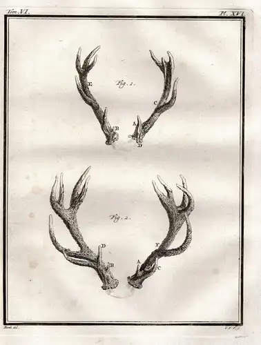 PL. XVI. - deer Daim Damhirsch Damwild Hirsch Reh cerf / Geweih horns antlers / Jagd hunting / Tiere animals a