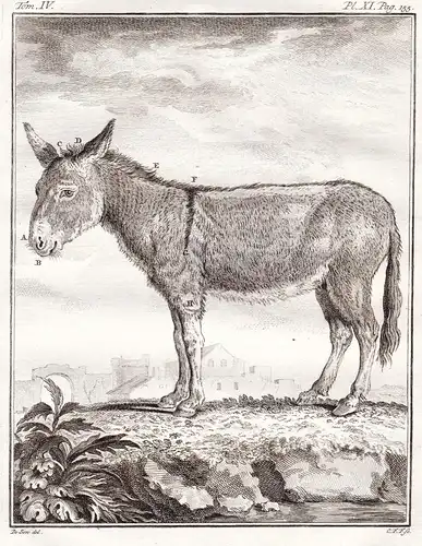 Pl. XI - Esel Hausesel donkey ane / Tiere animals animaux