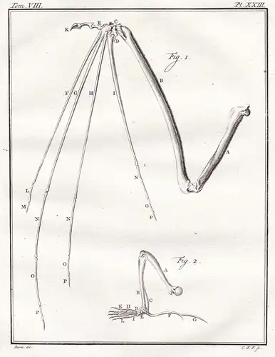 Pl. XXIII - Chauve bat Fledermaus Chiroptera Fledertiere Flughunde / Skelett skeleton / Tiere animals animaux