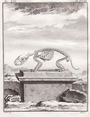 Pl. XVIII - Hamster / skeleton Skelett / Tiere animals animaux