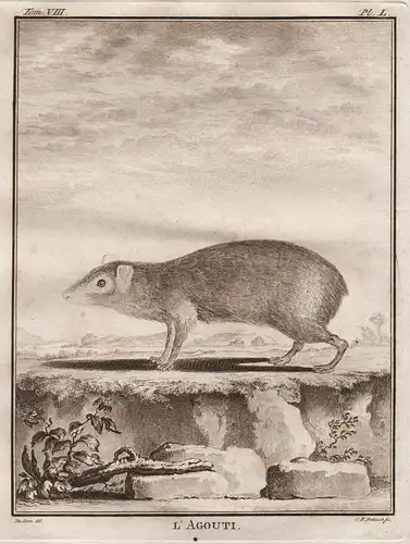 L'Agouti - Agutis Maus mouse / Nagetier rodent / Tiere animals animaux