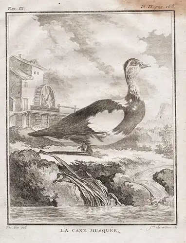 La cane musquée - Canard musqué Moschusente Muscovy duck / ducks Ente Enten / America Amerika / Vögel birds
