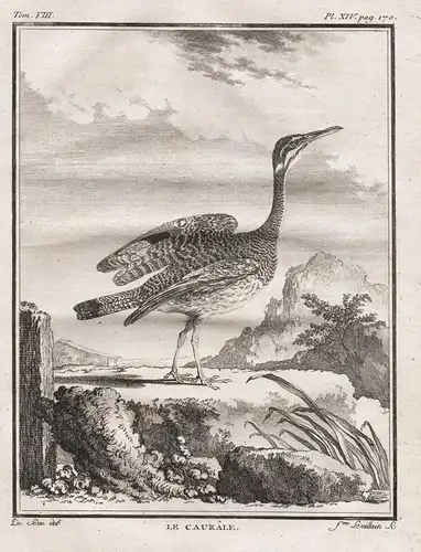 Le Caurale - Sonnenralle Sunbittern rail Rallus Ralle / Vogel Vögel birds bird oiseaux oiseau