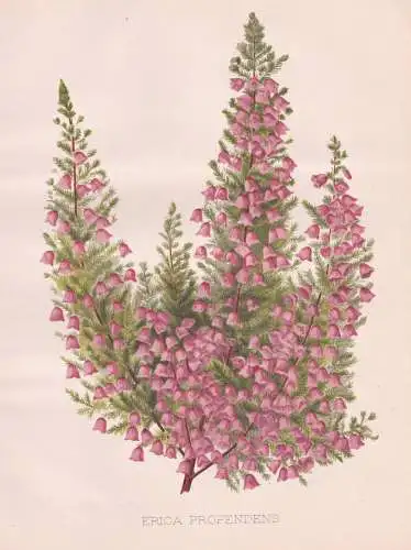 Erica Propendens - heath Erika Heidekraut klipheide / flower Blume flowers Blumen / Pflanze Planzen plant plan