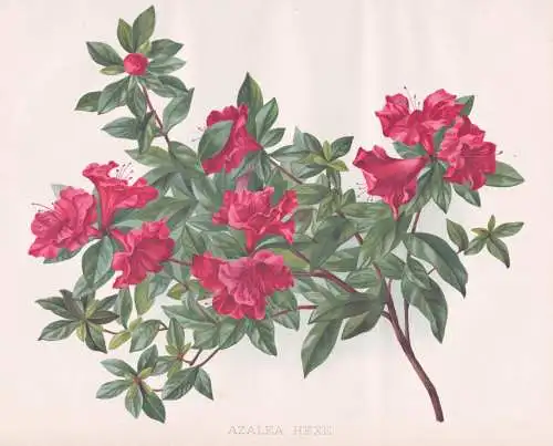 Azalea Hexe - Azalee Azaleen Rhododendron / flower Blume flowers Blumen / Pflanze Planzen plant plants / botan