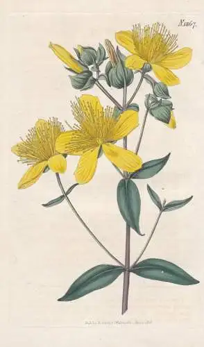 Hypericum olympicum latifolium. Broad-leaved olympian St. John's wort. Tab. 1867 - Levant / Pflanze Planzen pl