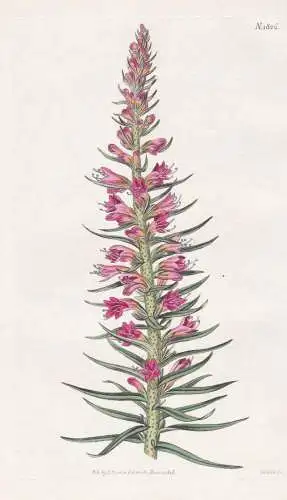 Echium Rubrum. Red Viper's Bugloss. Tab. 1826 - Natternköpfe / Hungary Ungarn / Pflanze Planzen plant plants