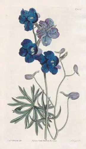 Delphinium grandiflorum. Great-flowered larkspur. Tab. 1686 - Rittersporn / Siberia Sibirien / Pflanze Planzen