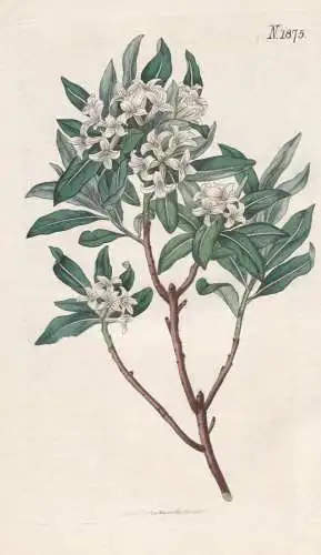 Daphne altaica. Altaic daphne. 1875 - Pflanze Planzen plant plants / flower flowers Blume Blumen / botanical B