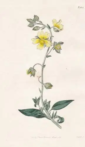 Cistus Sampsucifolius. Rough Dwarf-Cistus. Tab. 1803 - Zistrose / Pflanze Planzen plant plants / flower flower