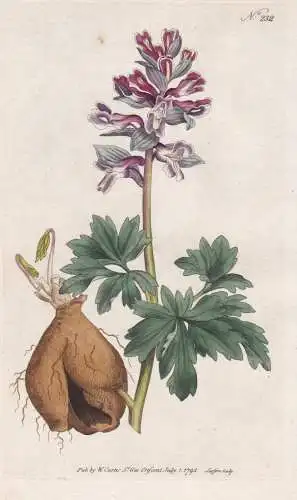 Fumaria Cava. Hollow-Rooted Fumitory. Tab. 232 - Erdrauch fumitory fumewort / Pflanze plant / flower flowers B