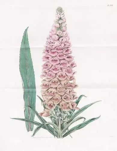 Digitalis Ferruginea. Iron-coloured fox glove. Tab. 1828 - Fingerhut rusty foxglove / Pflanze Planzen plant pl