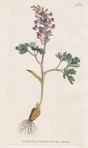 Fumaria Solida. Solid-Rooted Fumitory. Tab. 231 - Erdrauch fumitory fumewort / Pflanze plant / flower flowers