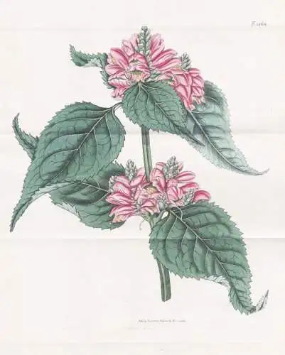 Chelone Major. Lyons's Chelone. Tab. 1864 -  Schlangenkopf Turtlehead Schildblume Miesmäulchen / Carolina / P