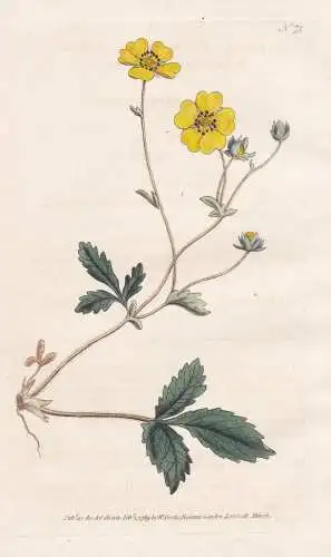 Potentilla Grandiflora. Large-flower'd Potentilla. Tab. 75 -  Fingerkraut / flower flowers Blume Blumen / bota