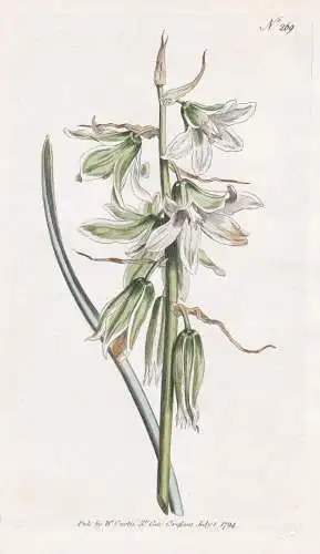 Ornithogalum Nutans. Neapolitan Star of Bethlehem. Tab. 269 - Milchstern Vogelmilch / Pflanze plant / flower f