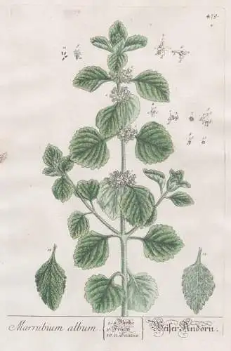 Marrubium Album - Weißer Andorn - Andorn horehound Helfkraut Dorant Pflanze plant botanical botany Kräuterbu