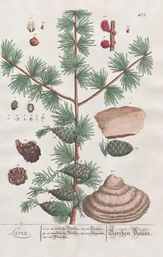 Larix - Lerchen Baum - Lärchenbaum Larch tree Lärche Pflanze plant botanical botany Kräuterbuch Kräuter he