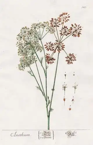 Anethum - Dill - Gurkenkraut Dillkraut Pflanze plant botanical botany Kräuterbuch Kräuter herbal Herbarium