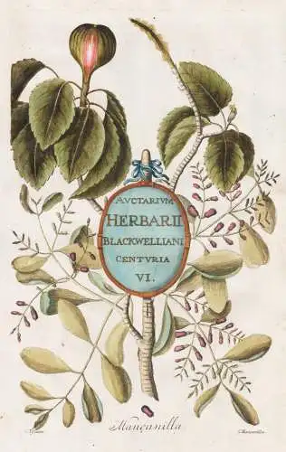 Auctarium Herbarii Blackwelliani Centuria VI - Mancanilla - Titelblatt Titel title page botanical botany Kräu