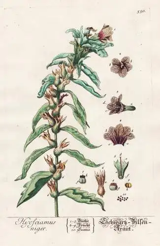 Hyosciamus niger - Schwarz Bilsen Kraut - Hyoscyamus niger Schwarzes Bilsenkraut henbane nightshade Pflanze pl