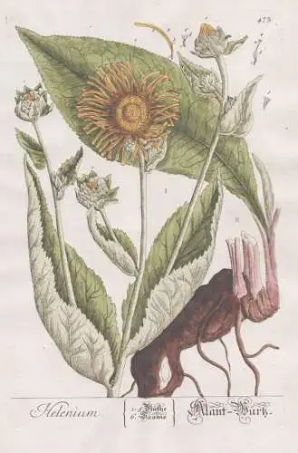 Helenium - Alant-Wurz - Sonnenbraut Sneezeweed Pflanze plant botanical botany Kräuterbuch Kräuter herbal Her