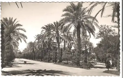 Cadiz - Parque Genvés - Paseo central v.1953 (AK4911)