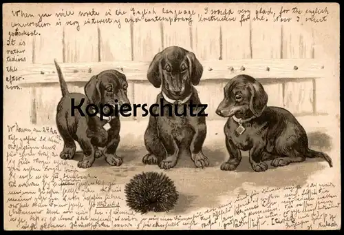 ALTE PRÄGE POSTKARTE DACKEL & IGEL teckel basset dachshund Humor humour dog hedgehog hérisson embossed postcard gauffrée