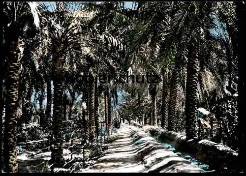 ÄLTERE POSTKARTE BASRAH DATE GROVE Basra Irak Iraq garden Garten cpa postcard AK Ansichtskarte