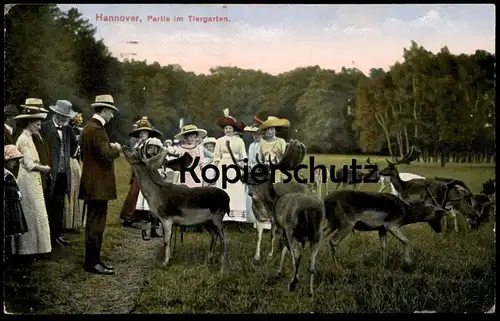 ALTE POSTKARTE HANNOVER PARTIE IM TIERGARTEN FÜTTERUNG HIRSCH Reh roe deer chevreuil cerf AK Ansichtskarte cpa postcard