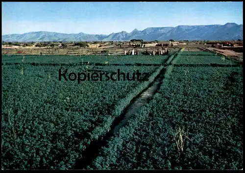 ÄLTERE POSTKARTE NAJRAN GREEN FIELDS SAUDI ARABIEN SAUDI ARABIA Landwirtschaft Agrar Ansichtskarte AK cpa postcard